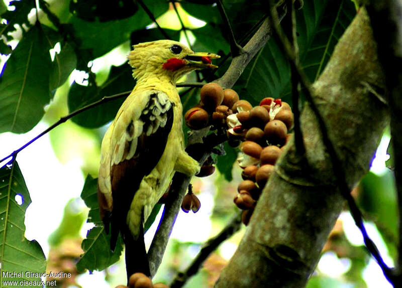Cream-colored Woodpecker male adult, identification, feeding habits, eats