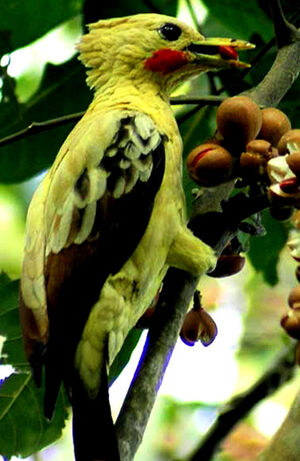 Pic jaune