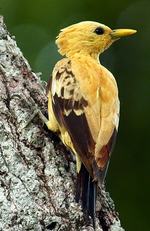 Pic jaune