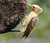 Cream-colored Woodpecker