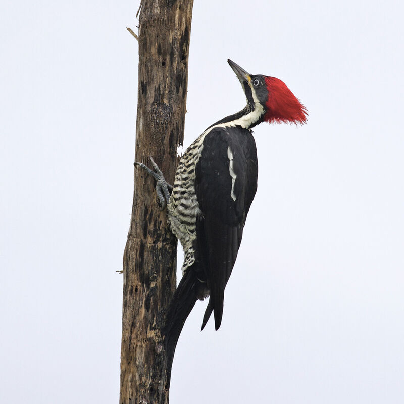 Lineated Woodpecker female adult