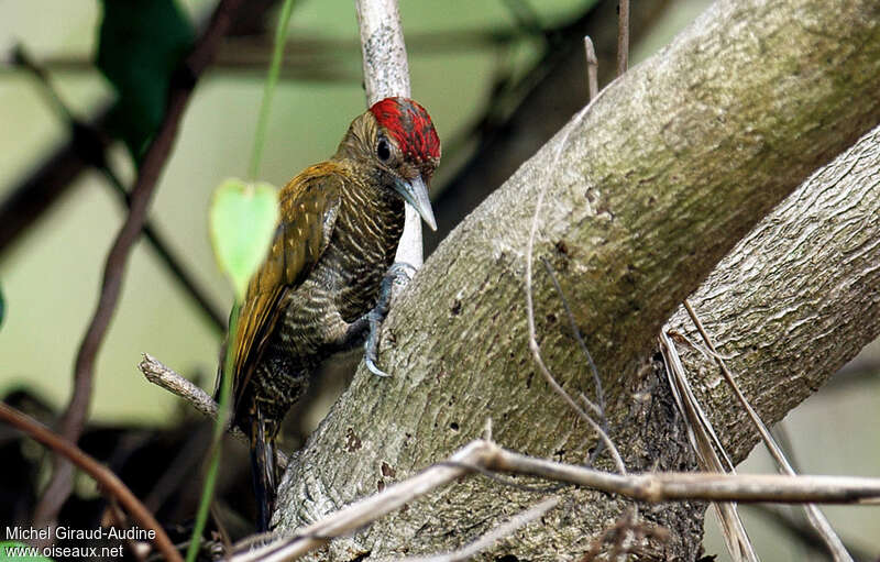 Little Woodpecker male immature, identification