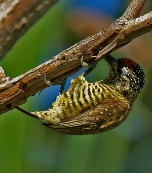 Golden-spangled Piculet