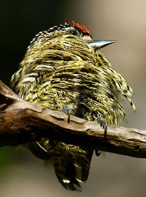 Golden-spangled Piculet