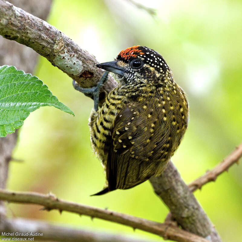 Golden-spangled Piculet male adult, identification