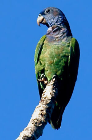 Pione à tête bleue