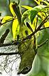 Platyrhynque jaune-olive