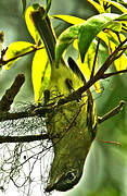 Yellow-olive Flatbill