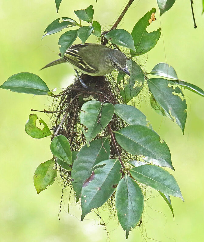 Yellow-olive Flatbilladult, Reproduction-nesting