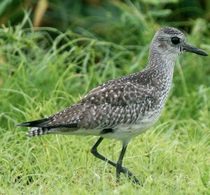 Grey Plover