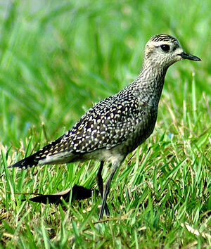 American Golden Plover 
&copy; Michel Giraud-Audine