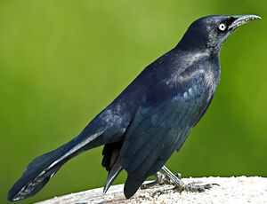 Carib Grackle