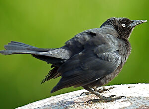 Carib Grackle