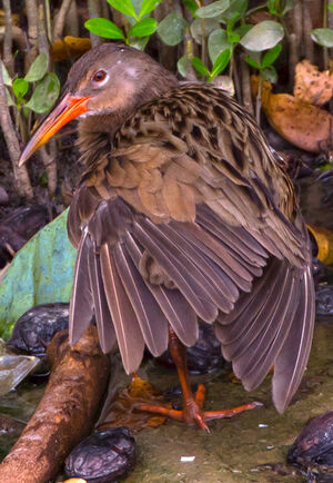 Clapper Rail
