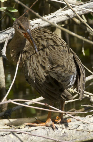 Clapper Rail