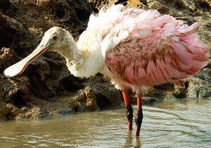 Roseate Spoonbill