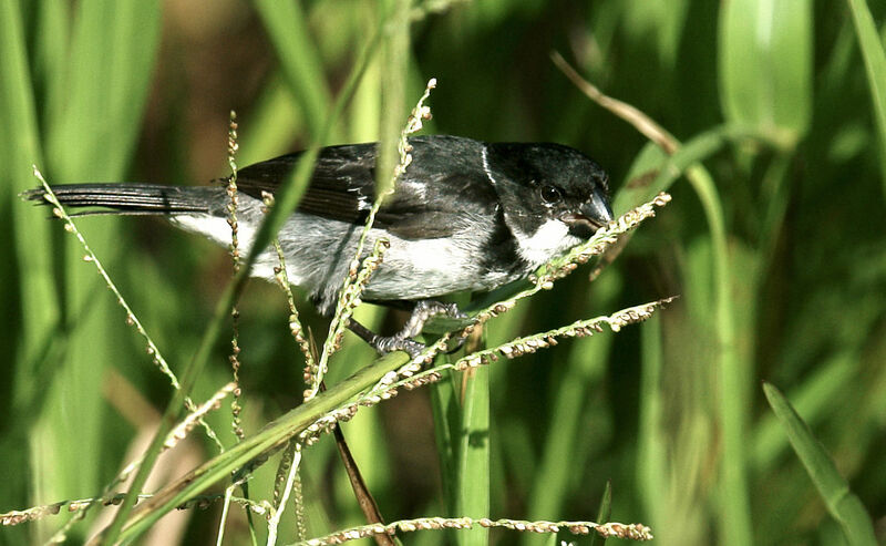 Wing-barred Seedeater male adult, feeding habits
