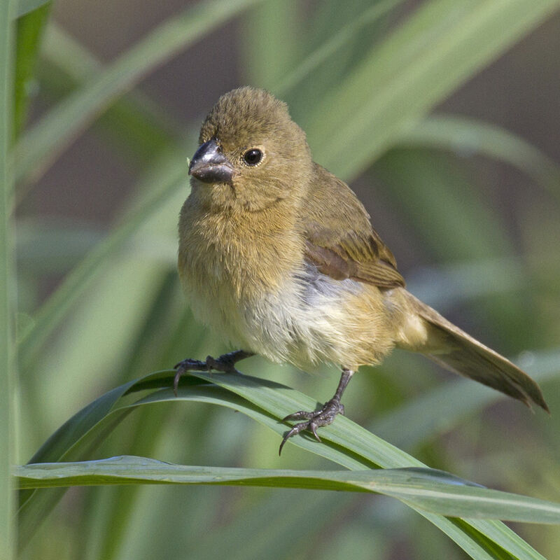 Wing-barred Seedeater female adult