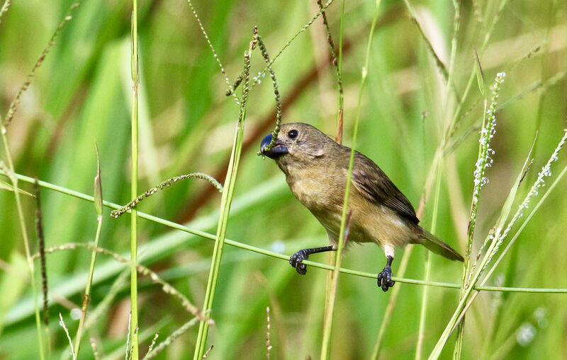Wing-barred Seedeater female adult, feeding habits