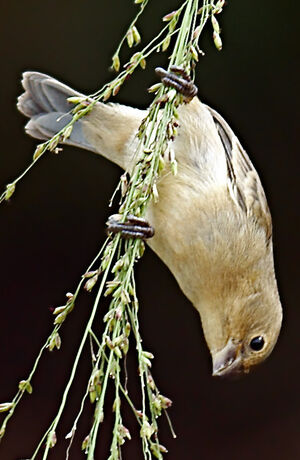 Lined Seedeater