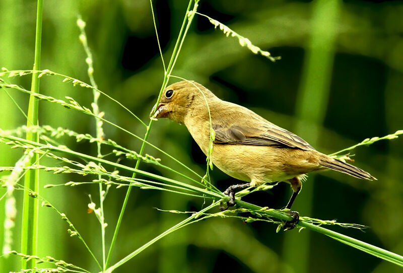 Lesson's Seedeater, identification