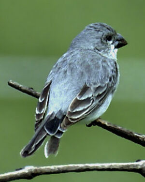 Sporophile gris-de-plomb
