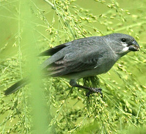 Sporophile gris-de-plomb