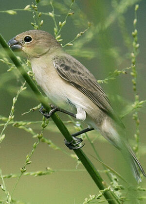 Sporophile gris-de-plomb