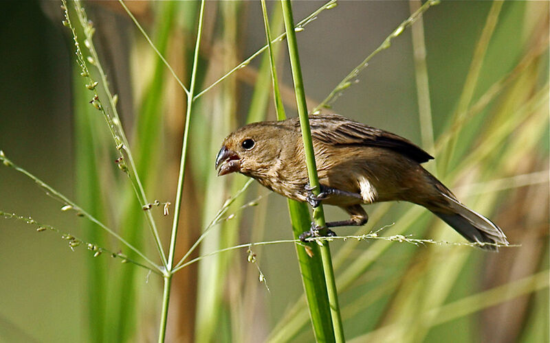 Ruddy-breasted Seedeater female adult