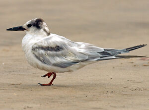 Common Tern 
&copy; Michel Giraud-Audine