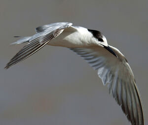 Common Tern 
&copy; Michel Giraud-Audine