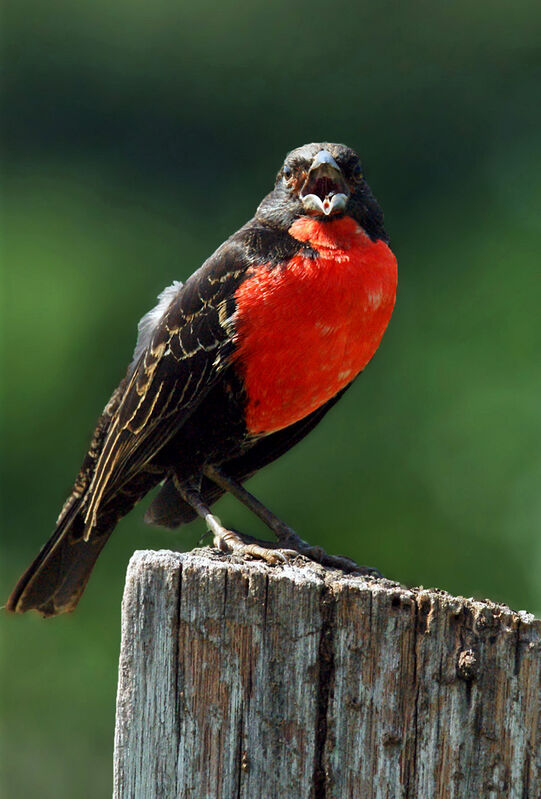 Red-breasted Blackbird, identification