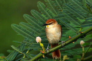 Yellow-chinned Spinetail