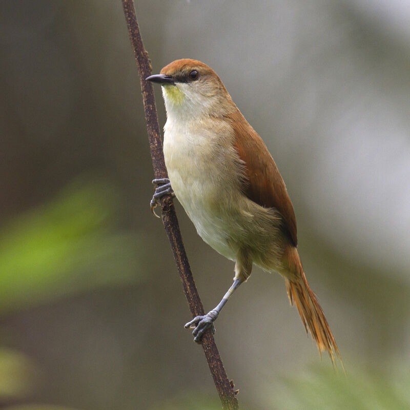 Yellow-chinned Spinetailadult