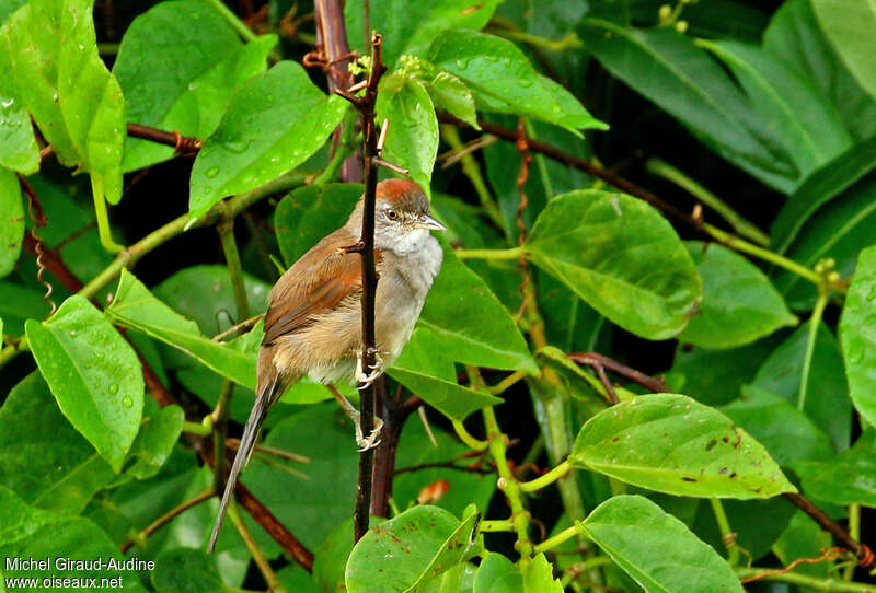 Pale-breasted Spinetailadult, identification