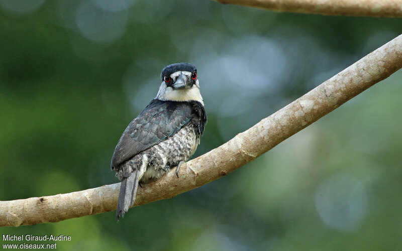 Guianan Puffbirdadult