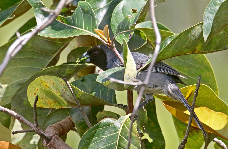 Black-faced Tanager male adult, eats
