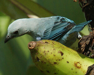 Blue-grey Tanager