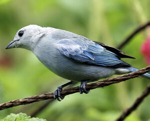 Blue-grey Tanager