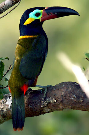 Toucanet koulik