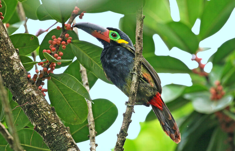 Guianan Toucanet male adult, eats