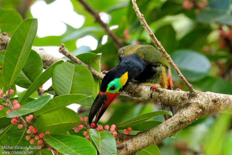 Guianan Toucanet male adult, feeding habits, eats