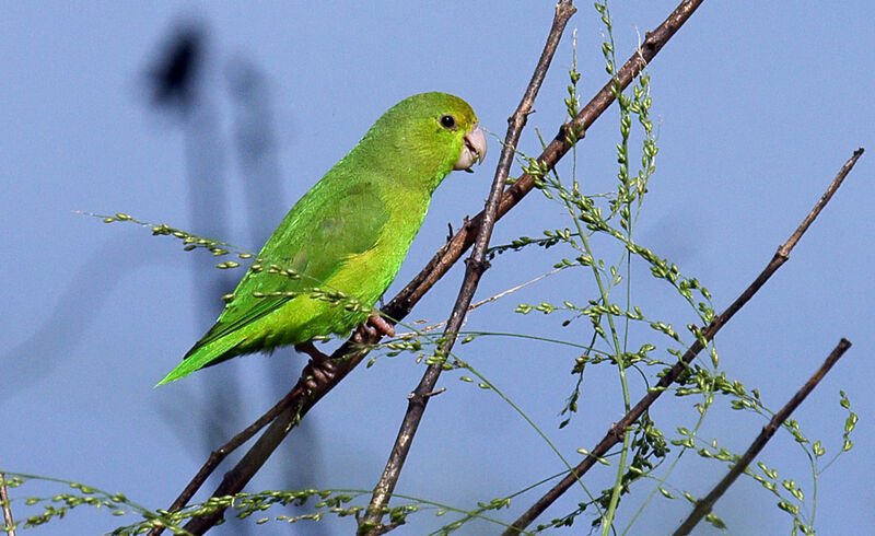 Green-rumped Parrotlet, feeding habits