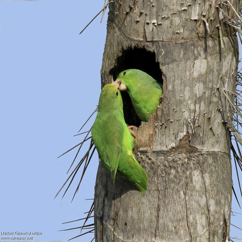 Green-rumped Parrotletadult, Reproduction-nesting, Behaviour