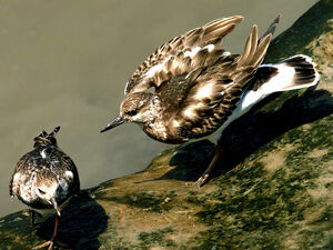 Ruddy Turnstone