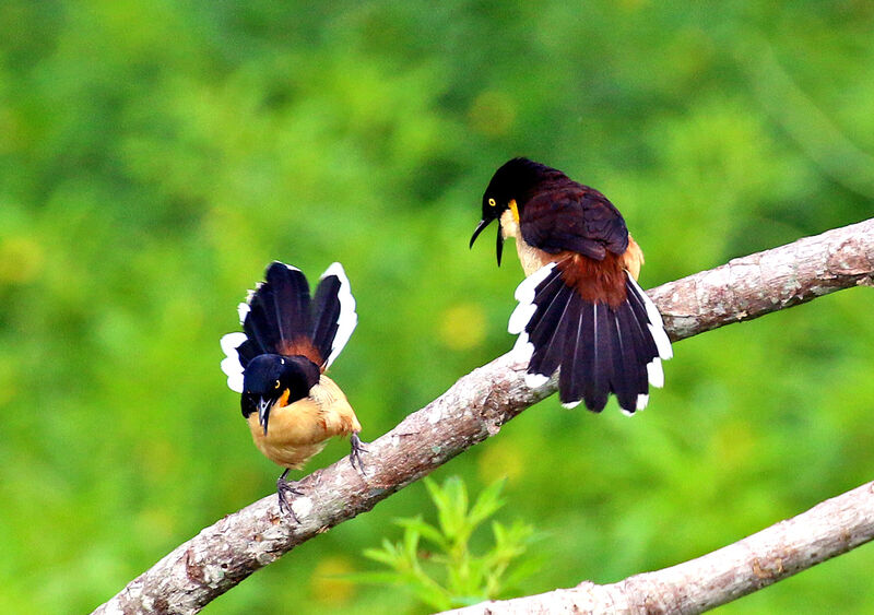 Black-capped Donacobiusadult, courting display