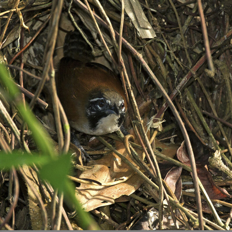 Coraya Wren, Reproduction-nesting