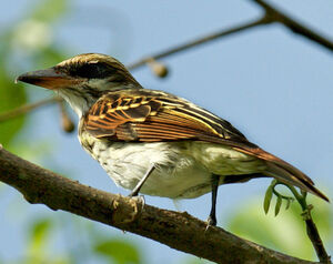 Streaked Flycatcher