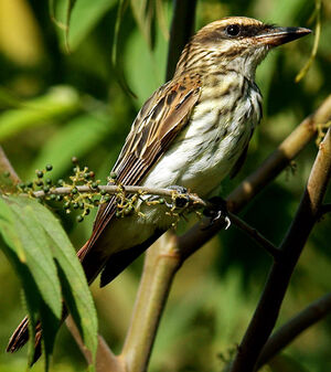 Streaked Flycatcher