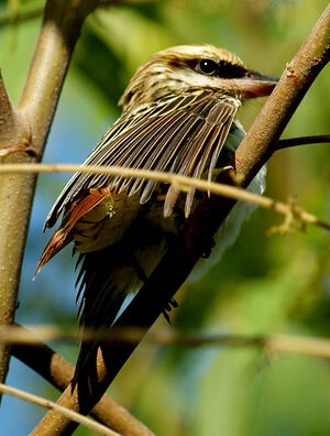 Streaked Flycatcher
